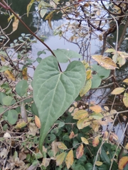 Reynoutria multiflora