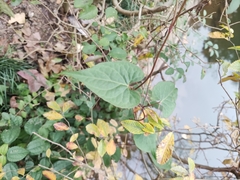 Reynoutria multiflora