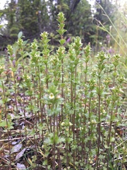 Euphrasia subarctica