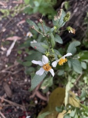 Bidens alba