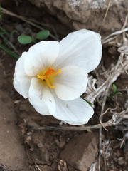 Crocus aleppicus