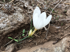 Crocus aleppicus