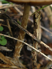 Agrocybe olivacea