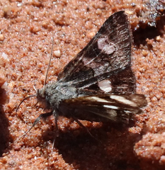 Litocala sexsignata