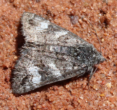 Litocala sexsignata