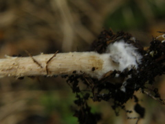 Agrocybe olivacea