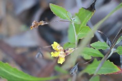 Goodenia glabra