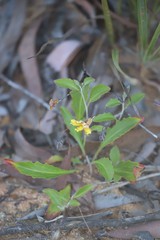 Goodenia glabra