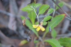 Goodenia glabra