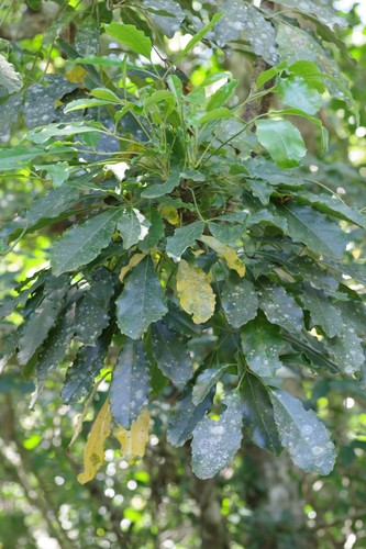 Neocussonia umbellifera (Sond.) Hutch.