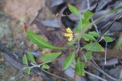 Goodenia glabra