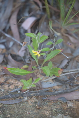 Goodenia glabra