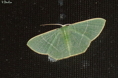 Thalassodes immissaria