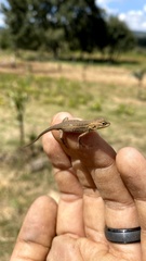 Sceloporus dixoni