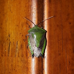 Pygoda polita