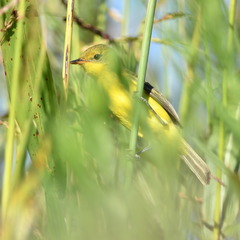 Pseudocolopteryx acutipennis