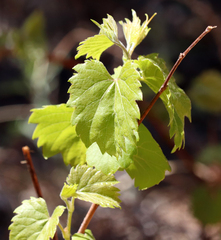 Vitis acerifolia