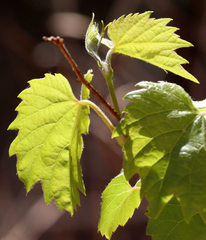 Vitis acerifolia