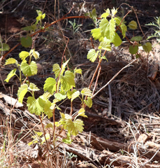 Vitis acerifolia