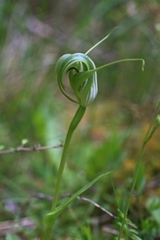 Pterostylis oliveri