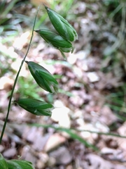 Melica mutica