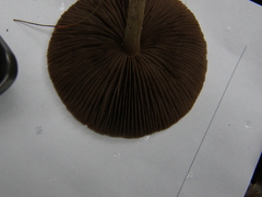 Agrocybe olivacea