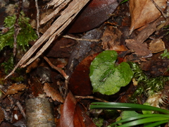 Corybas oblongus
