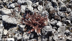 Petrosedum ochroleucum