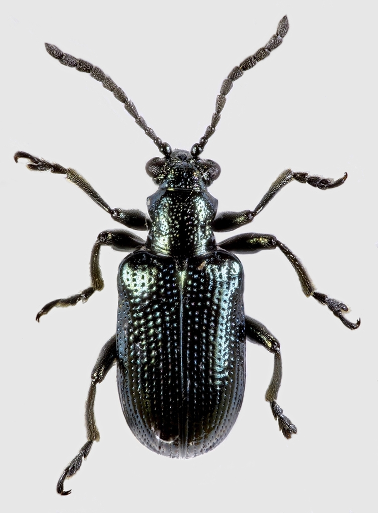Blue Thistle Leaf Beetle