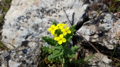 Biscutella cichoriifolia