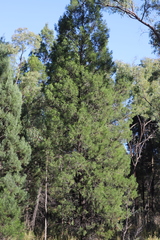 Callitris endlicheri