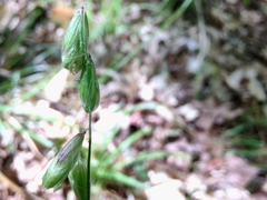 Melica mutica