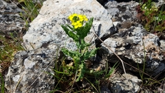 Biscutella cichoriifolia