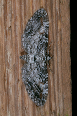 Eupithecia graefii