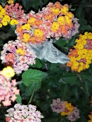 Autoplusia gammoides