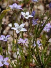 Gilia flavocincta