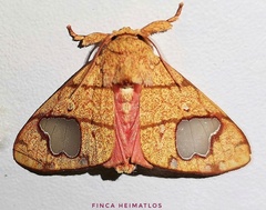 Zatrephes trailii