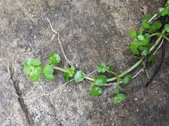 Callitriche muelleri