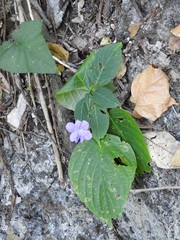 Ruellia stemonacanthoides
