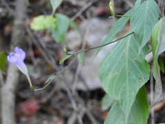 Ruellia stemonacanthoides