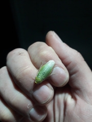 Panchlora thalassina