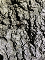 Camponotus clarithorax