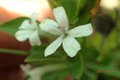 Dyschoriste burchellii