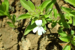 Dyschoriste burchellii