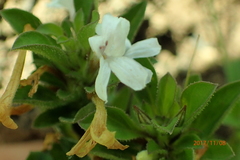 Dyschoriste burchellii