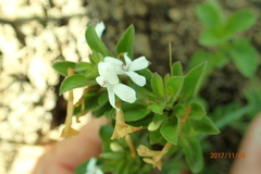 Dyschoriste burchellii