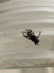 Ecyrus