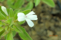 Dyschoriste burchellii