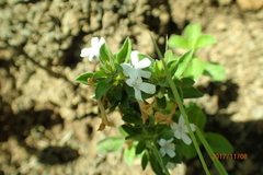 Dyschoriste burchellii