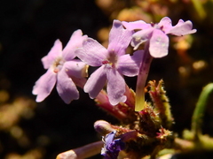 Glandularia parodii